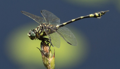 Ictinogomphus australis
